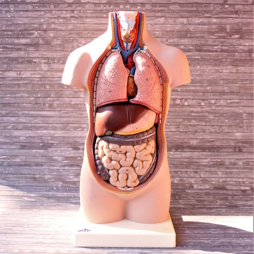 KURZZEITMIETE | Anatomiemodell Torso