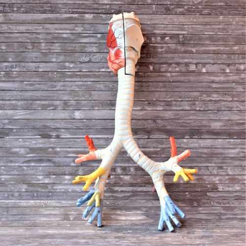 KURZZEITMIETE | Anatomiemodell Lunge